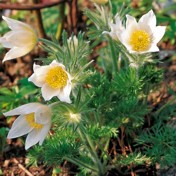 KONIKLEC ´PULSAR WHITE´