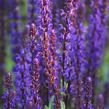 ŠALVĚJ HAJNÍ ´BLUE OCEAN´	