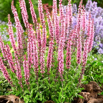 ŠALVĚJ HAJNÍ ´CARADONNA PINK´