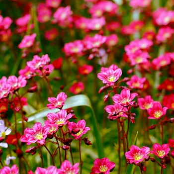 LOMIKÁMEN ´ICE COLOURS RED´