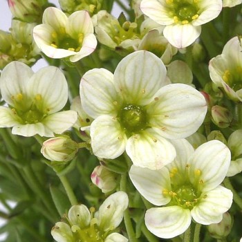 LOMIKÁMEN ´LIMEROCK´