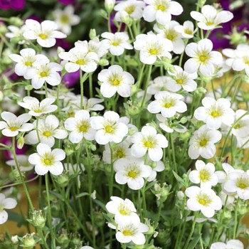 LOMIKÁMEN ´MARTO WHITE´´