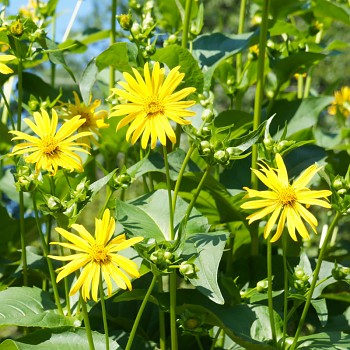 MUŽÁK PROROSTLÝ KO 1,2l