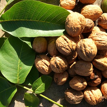 OŘEŠÁK KRÁLOVSKÝ ´FRANQUETTE´ 