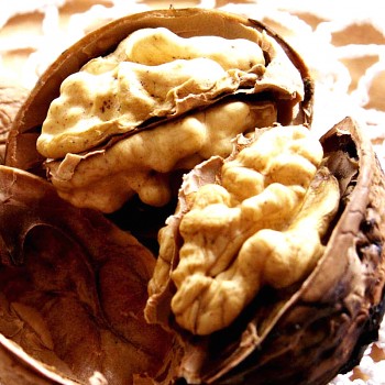 OŘEŠÁK KRÁLOVSKÝ ´OVATA´