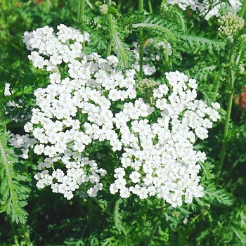 ŘEBŘÍČEK ´SCHNEETALER´