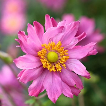 SASANKA ´PRETTY LADY EMILY´ ko 1,4L