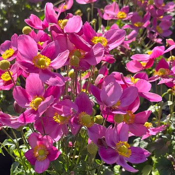 SASANKA ´RED RIDING HOOD´ ko 1,4L