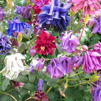 ORLÍČEK ´GRANDMOTHER´S GARDEN´