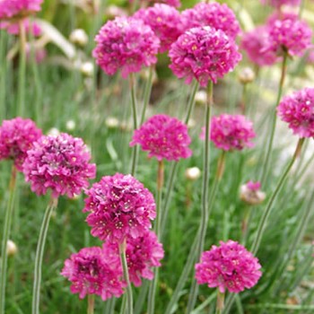 TRÁVNIČKA PŘÍMOŘSKÁ ´DUSSELDORFER STOLZ´