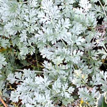 PELYNĚK PRAVÝ ´LAMBROOK SILVER´