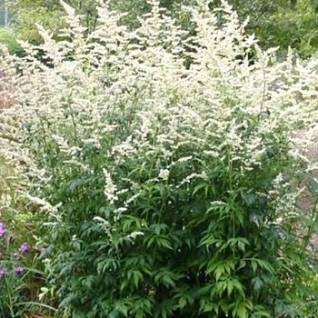 PELYNĚK MLÉČNÝ ´ELFENBEIN´