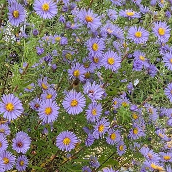 HVĚZDNICE AMETHYSTOVÁ ´FREIBURG´