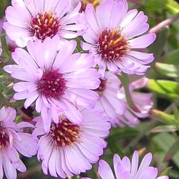 HVĚZDNICE AMETHYSTOVÁ ´KYLIE´