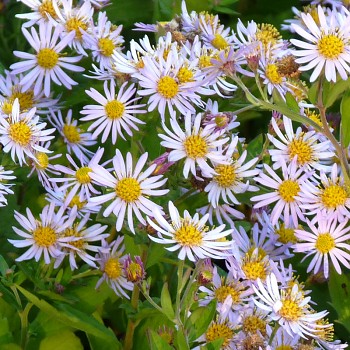 HVĚZDNICE ´ASRAN´