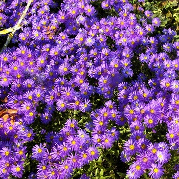 HVĚZDNICE ´BRESLAU´