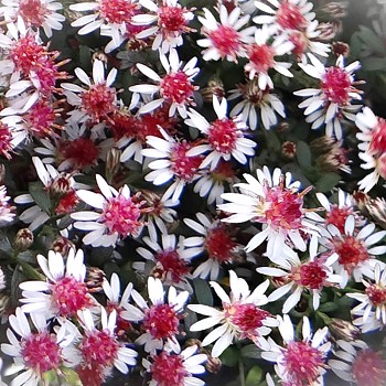 HVĚZDNICE POKŘIVENÁ ´PRINCE´