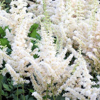 ČECHRAVA ´VISION IN WHITE´