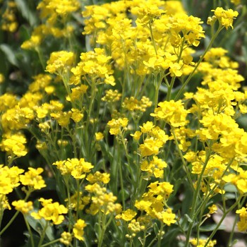 TAŘICE HORSKÁ ´GOLDKUGEL´