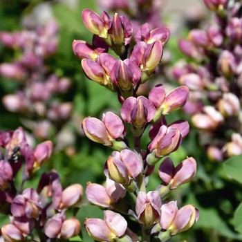 BAPTISIE ´PINK TRUFFLES´