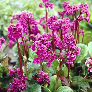 BERGENIE ´ROTBLUM´