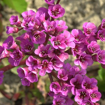 BERGENIE ´WINTERGLUT´