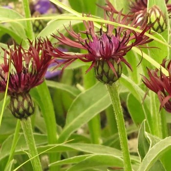 CHRPA HORSKÁ ´JORDY´ kon. 1,1L