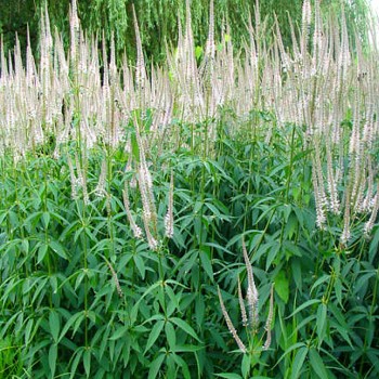 ROZRAZILOVEC VIRŽINSKÝ ´DIANE´