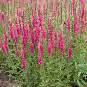 ROZRAZIL KLASNATÝ ´ROTFUCHS´