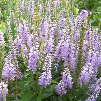 ROZRAZIL KLASNATÝ ´ZOE´