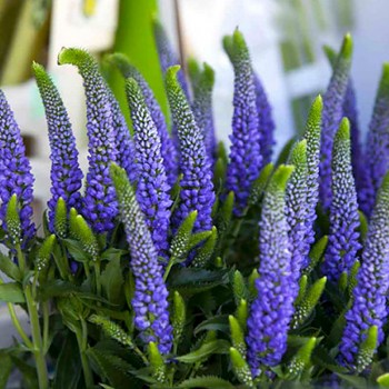 ROZRAZIL ´BLUE INDIGO´