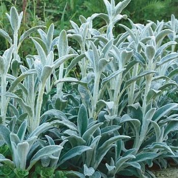 ČISTEC VLNATÝ ´SILVER CARPET´