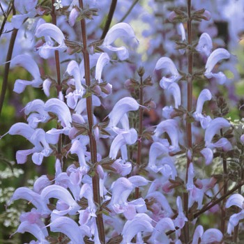 ŠALVĚJ LUČNÍ ´SKY DANCE´