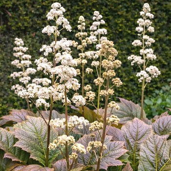 RODGERSIE ´BRAUNLAUB´ kont. 1,1L