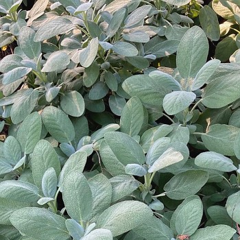 ŠALVĚJ LÉKAŘSKÁ ´BERGGARTEN´