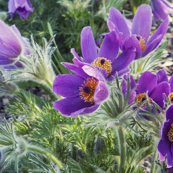 KONIKLEC ´PULSAR VIOLET´