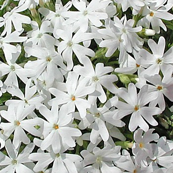 PLAMENKA ŠÍDLOLISTÁ ´SNOWFLAKE´