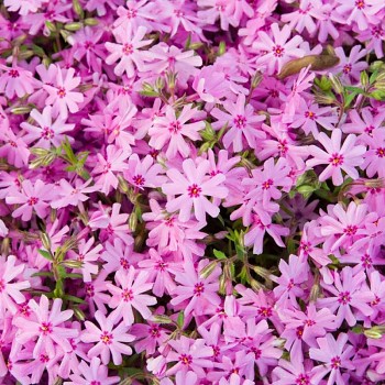 PLAMENKA ŠÍDLOLISTÁ ´RONSDORFER SCHONE´