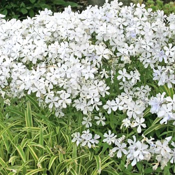 PLAMENKA ROZKLADITÁ ´MAY BREEZE´