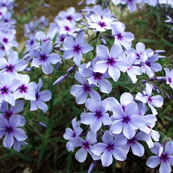 PLAMENKA ROZKLADITÁ ´CHATTAHOOCHEE´