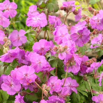 KAKOST ´KARMINA´ kont. P9