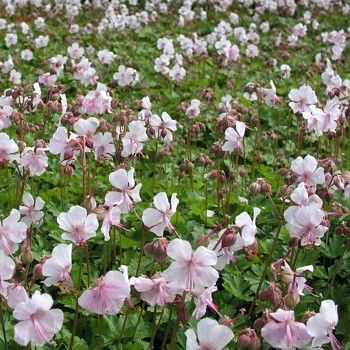 KAKOST ´BIOKOVO´ kont. P9