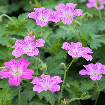 KAKOST ´CLARIDGE DRUCE´ kont. P9