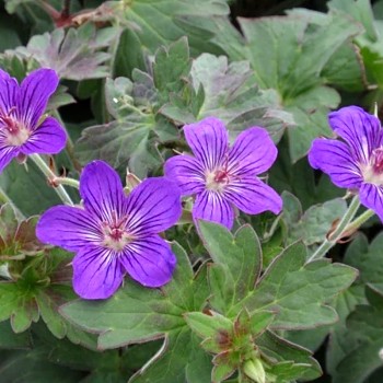 KAKOST ´LAKWIJK STAR´ kont. P9