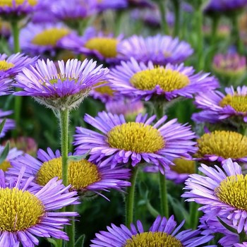 TURAN ´DUNKELSTE ALLER´