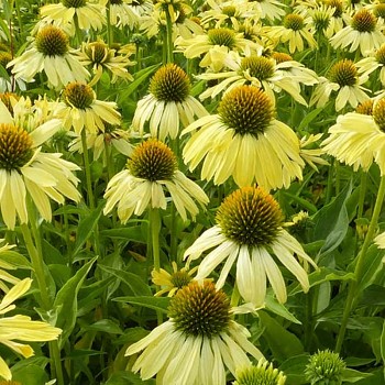 TŘAPATKA NACHOVÁ ´SUNRISE´ P9