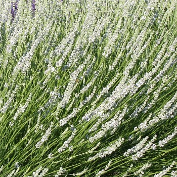LEVANDULE ´EDELWEISS´