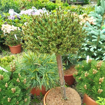BOROVICE KLEČ ´HUMPY´ KMÍNEK 60 CM