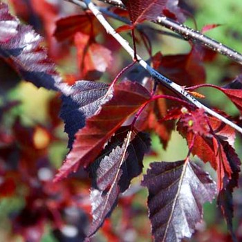 BŘÍZA BĚLOKORÁ ´PURPUREA´ kont. 3L