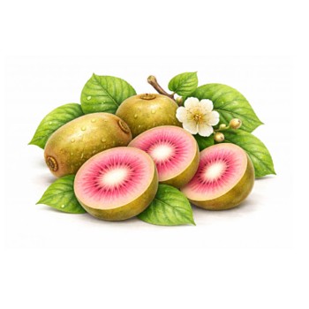 KIWI ´PINK JUMBO´ SAMICE, kont. 2L